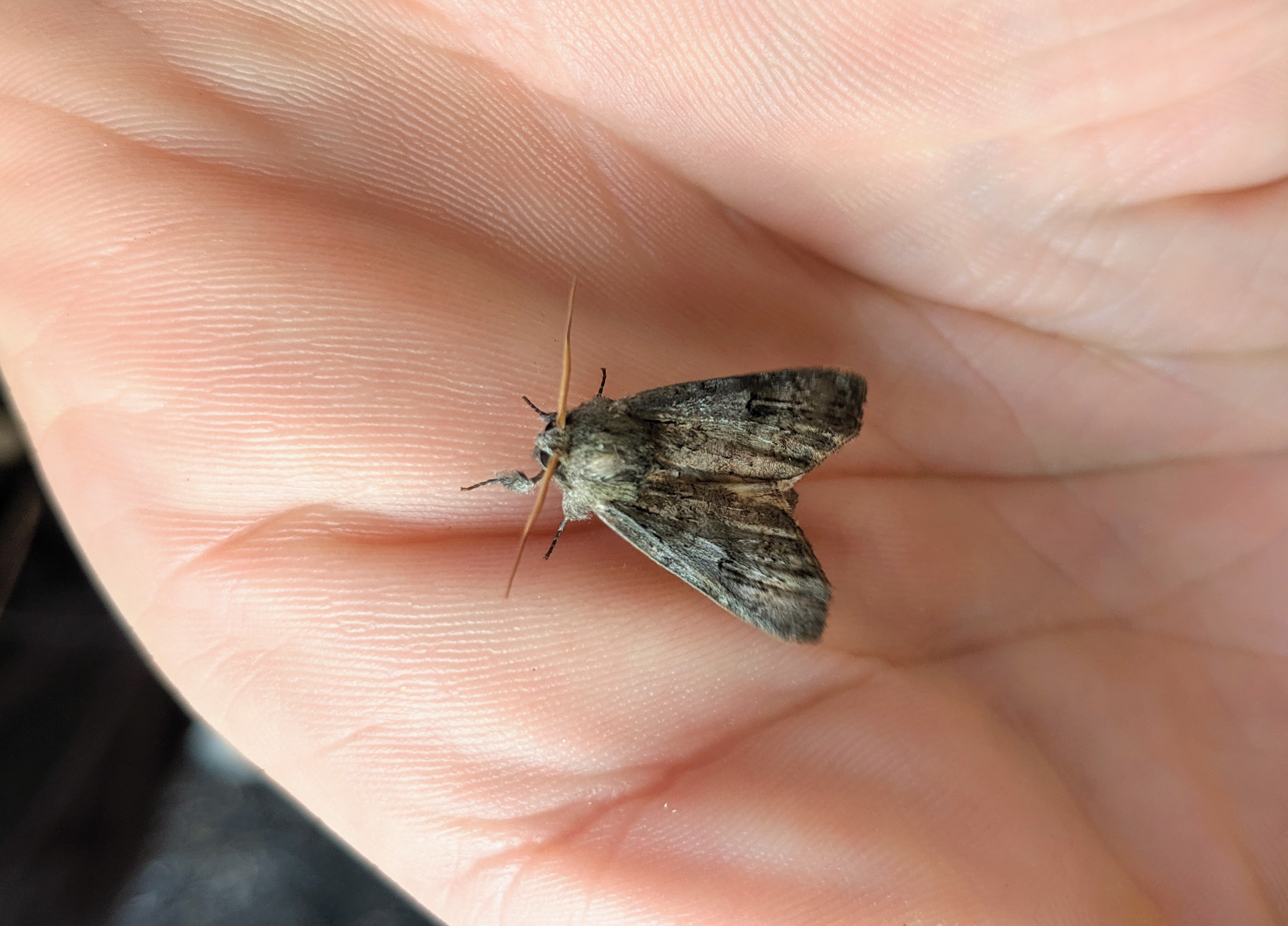 That green iridescent sheen is nice_20190729.jpg